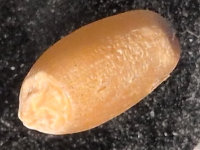 Single kernel after measurement, with the micro-ablation crater visible on the seed coat